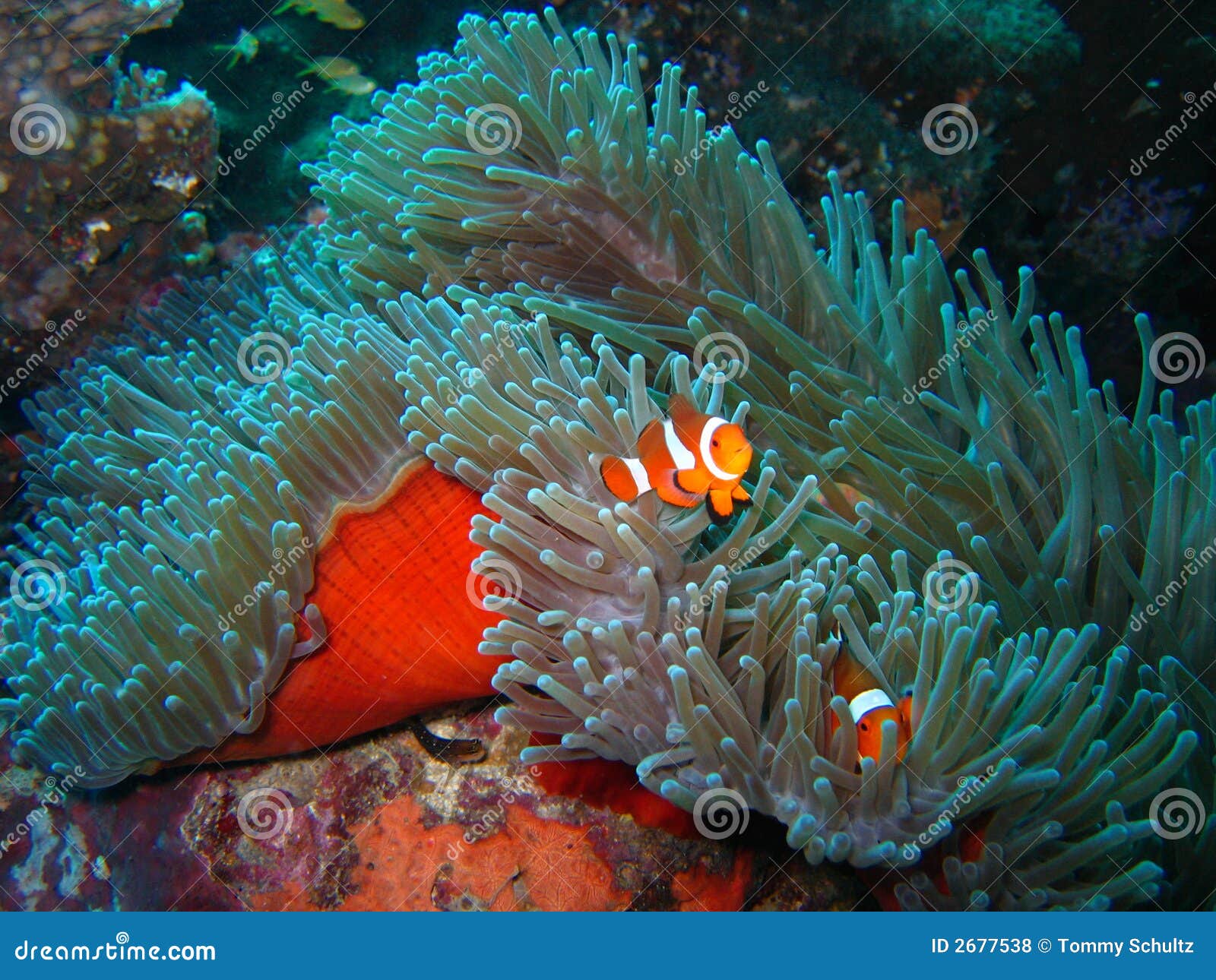 Clownfish - скачать на русском для скайпа (клоунфиш) для изменения 47 Clownfish - скачать на русском для скайпа (клоунфиш) для изменения 2