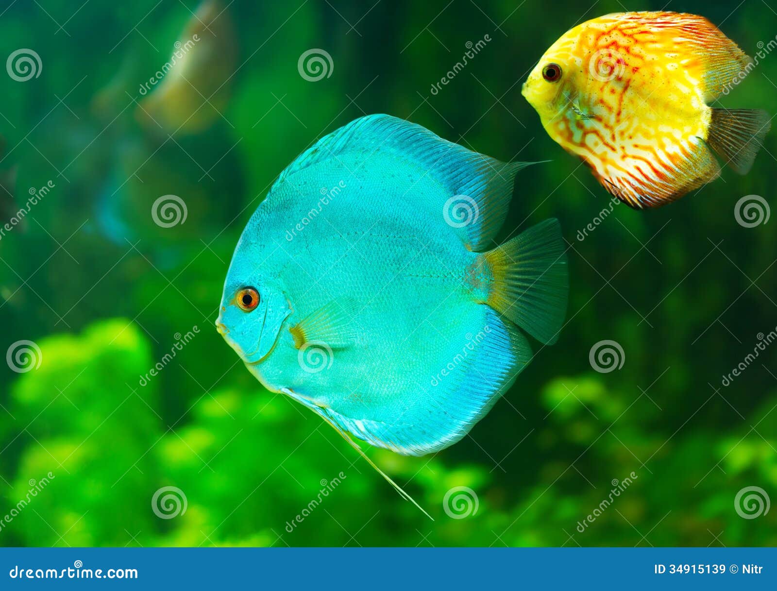 Green fish holdem manager