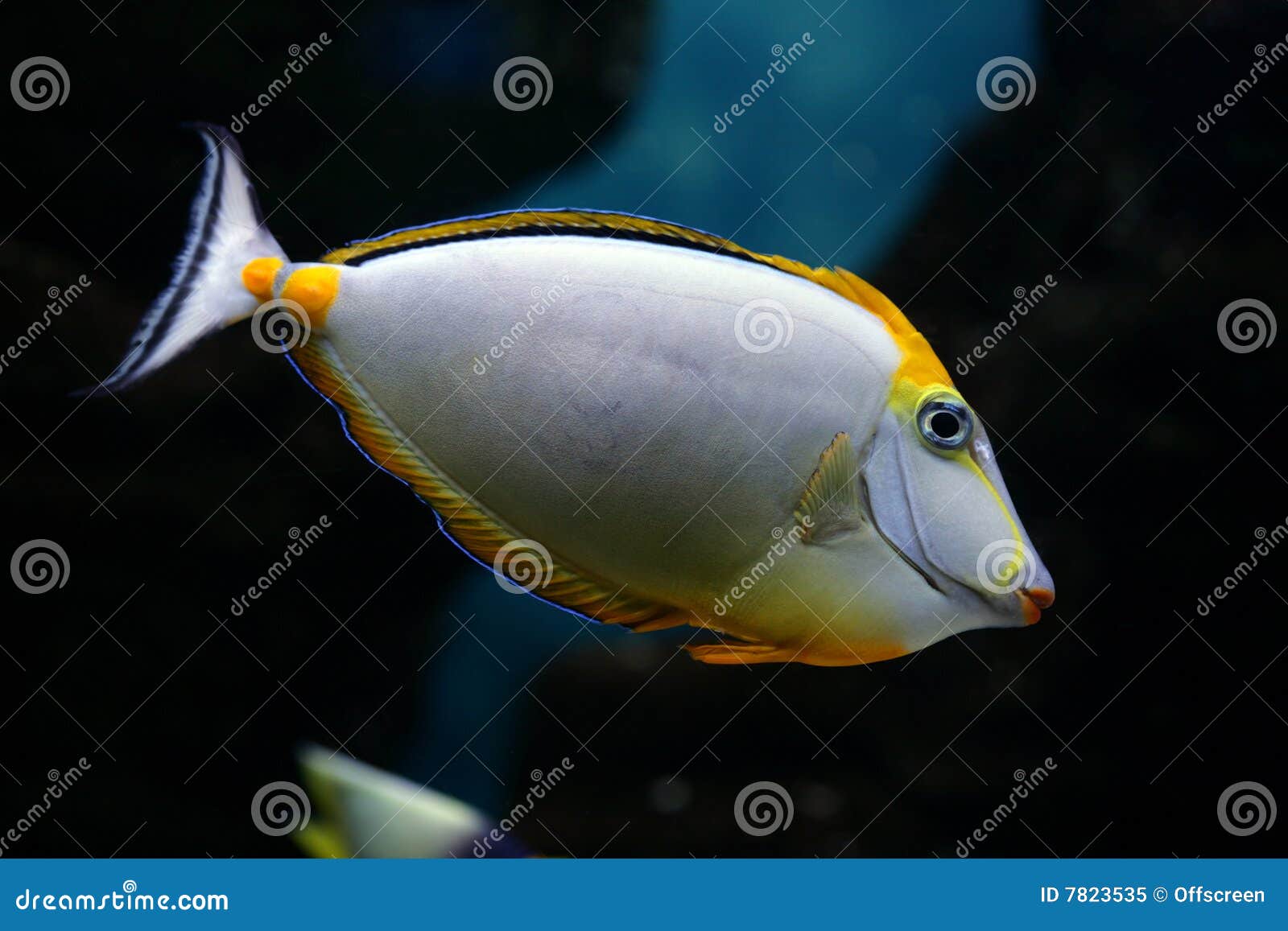  - tropical-fish-naso-elegans-7823535