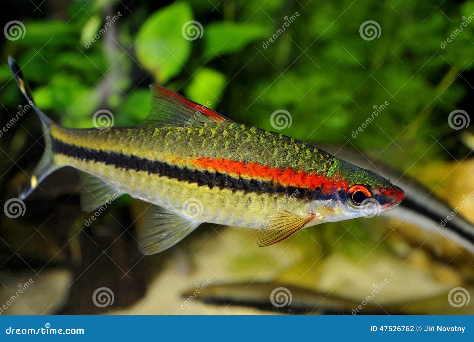 Fish Stock Photo - Image: 47526762