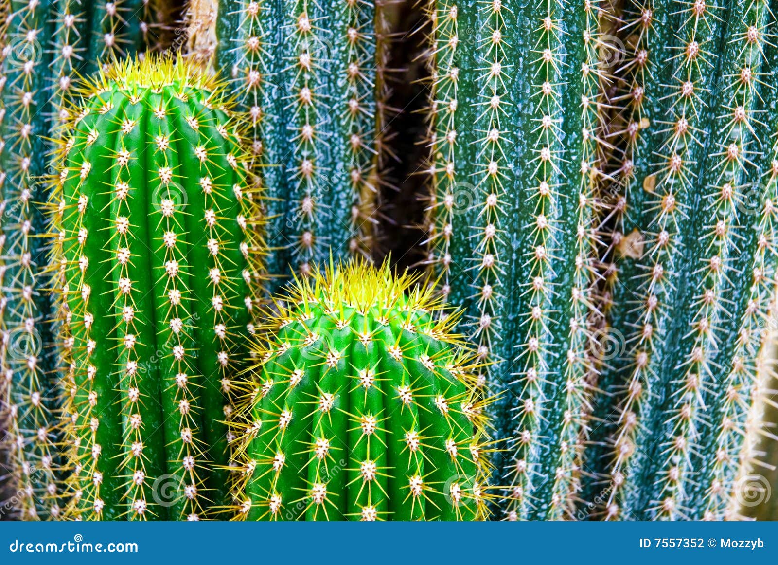 cactus and tropicals cactus and tropicals