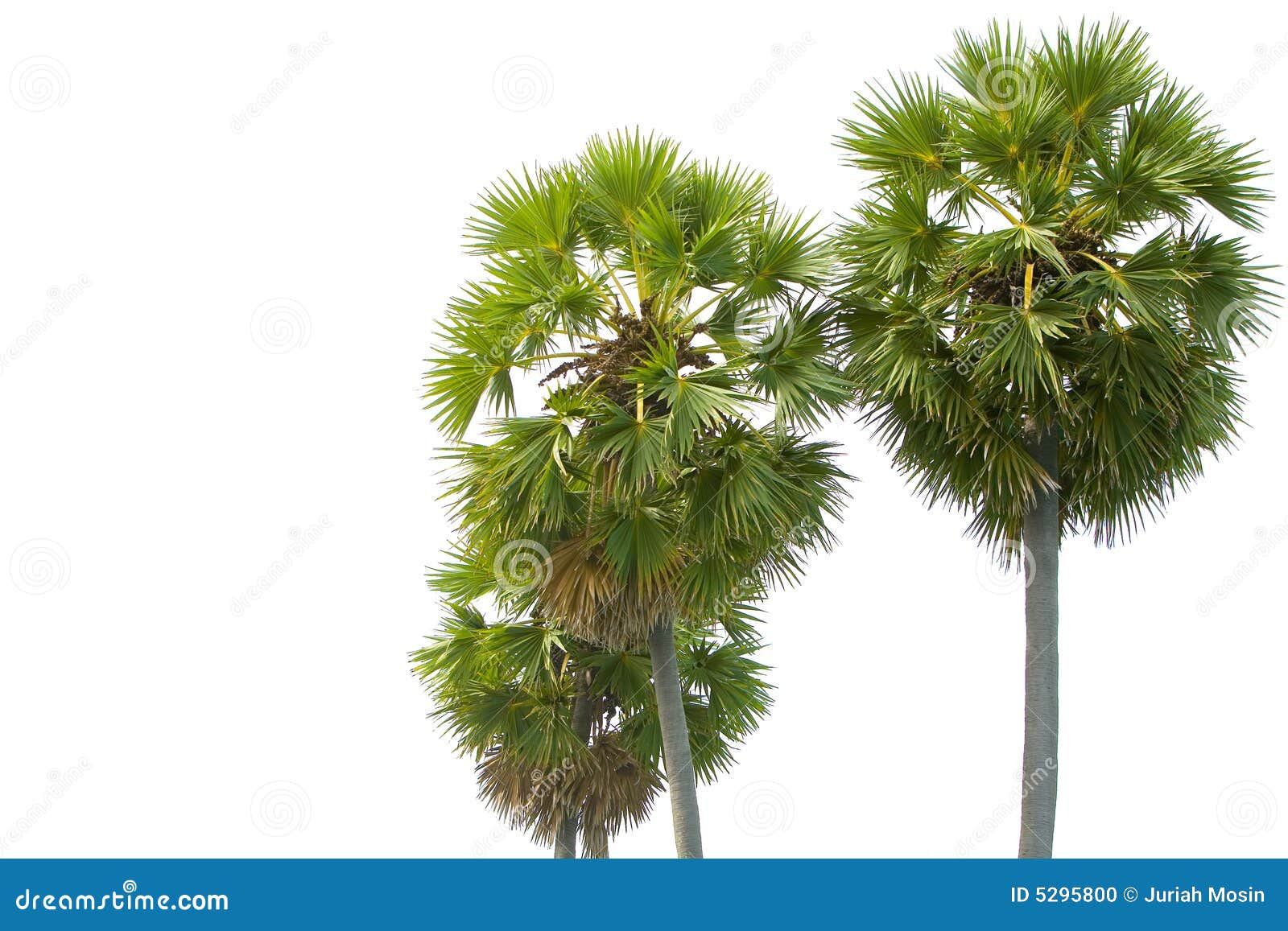 Mature Palm Tree 11