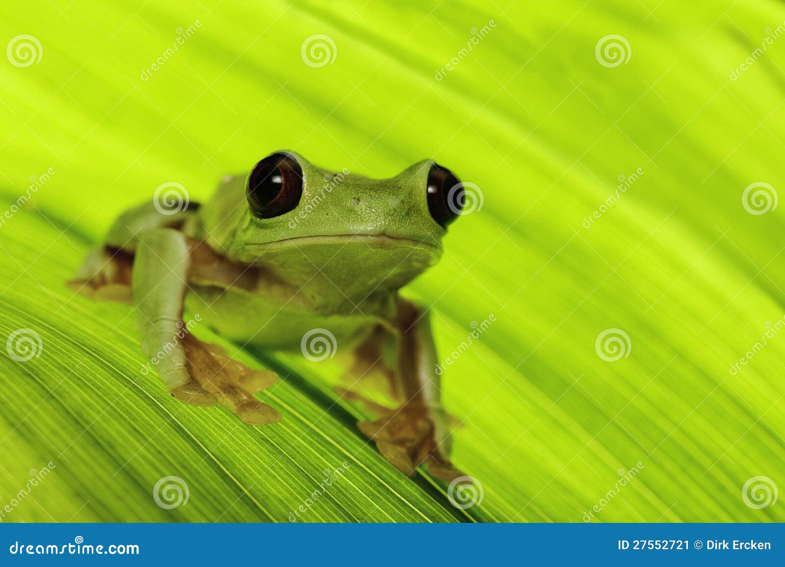 Tropical Tree Frog Stock Image - Image: 27552721