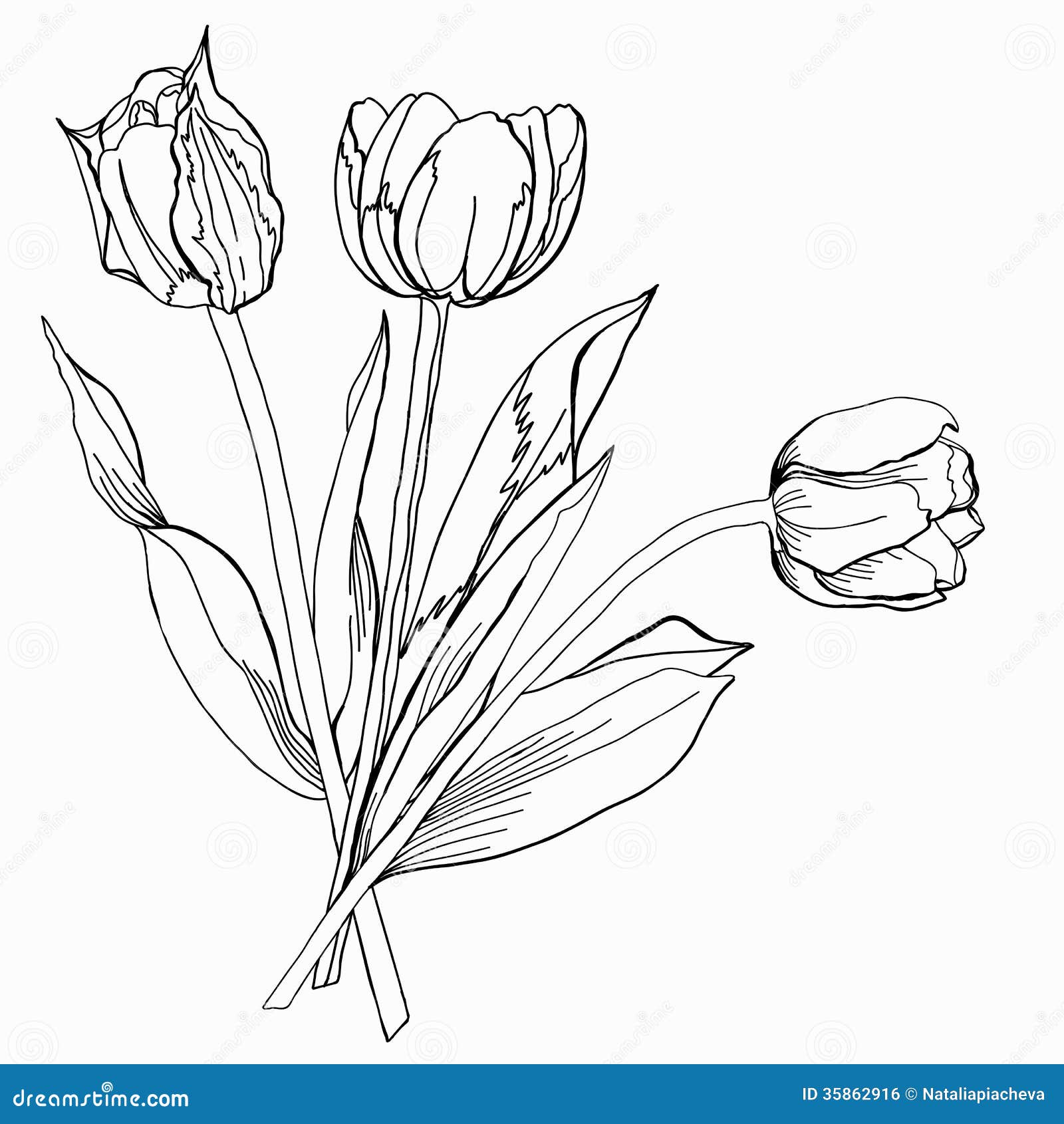 Tulip Clipart Black And White