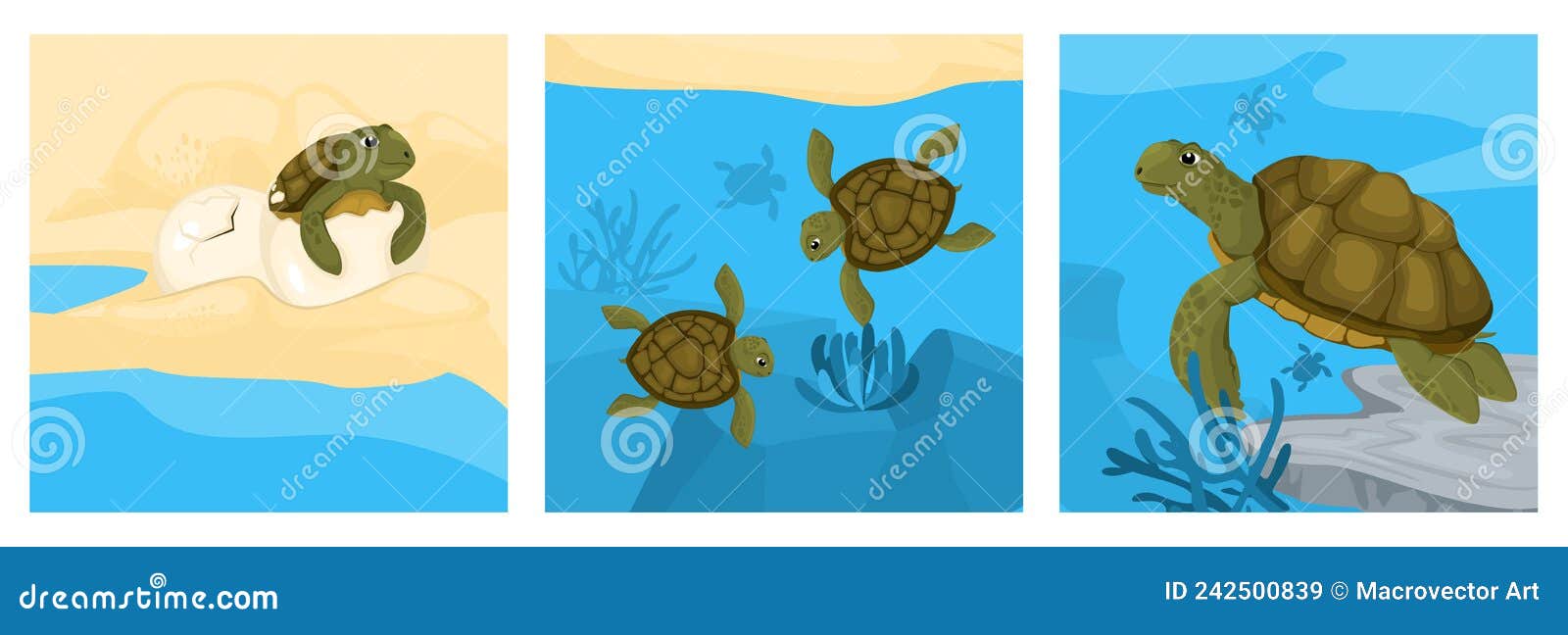 Turtle Cycle Design Concept Stock Vector Illustration Of Adult