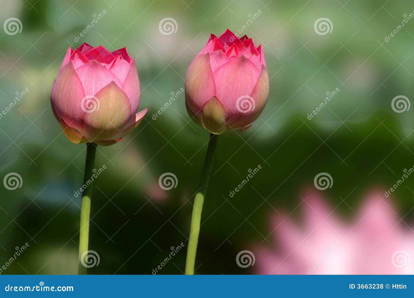  - twin-lotus-flower-3663238