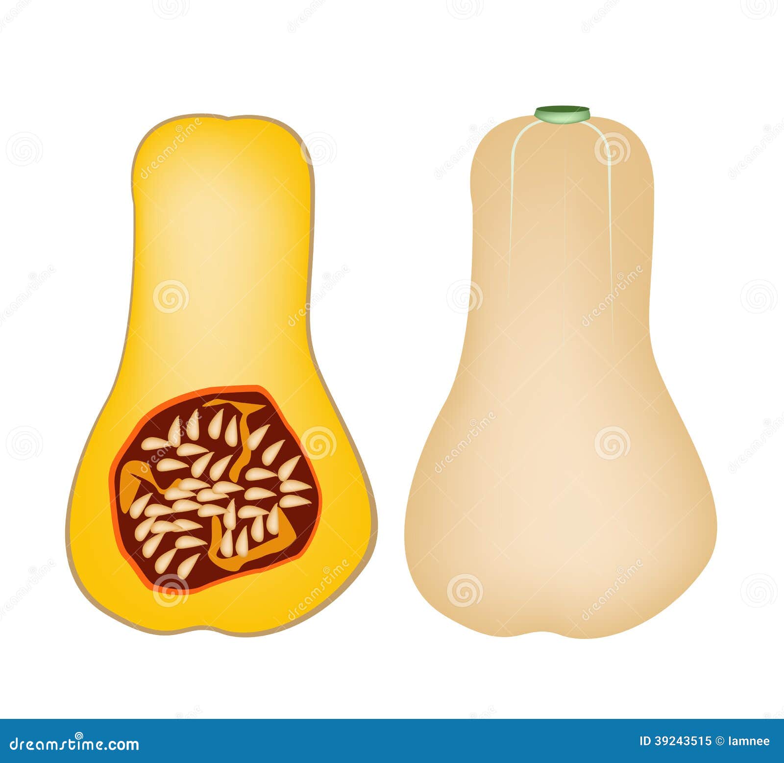 yellow squash clipart - photo #23