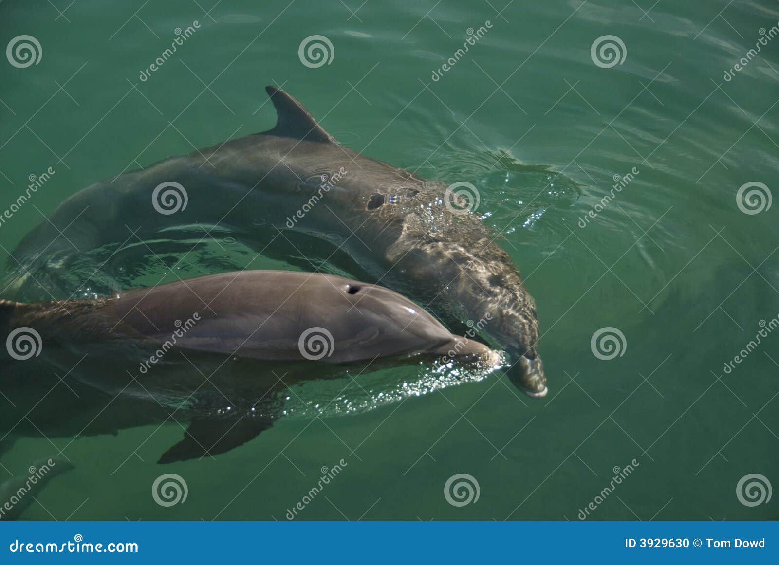 Two Dolphins Stock Photo - Image: 3929630 Two Dolphins Stock Photo - Image: 3929630