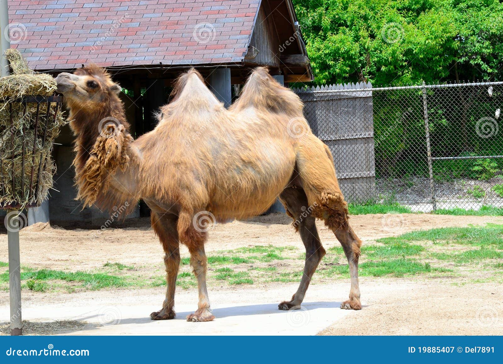 Two+Hump+Camel Two-hump Camel Eating Lunch Royalty Free Stock Photography - Image ...