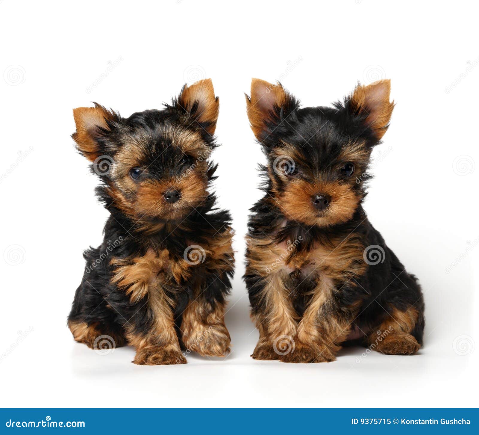 two yorkies two lovely puppies on white background royalty free stock photo image 9375715 two yorkies two lovely puppies on white background royalty free stock photo image 9375715
