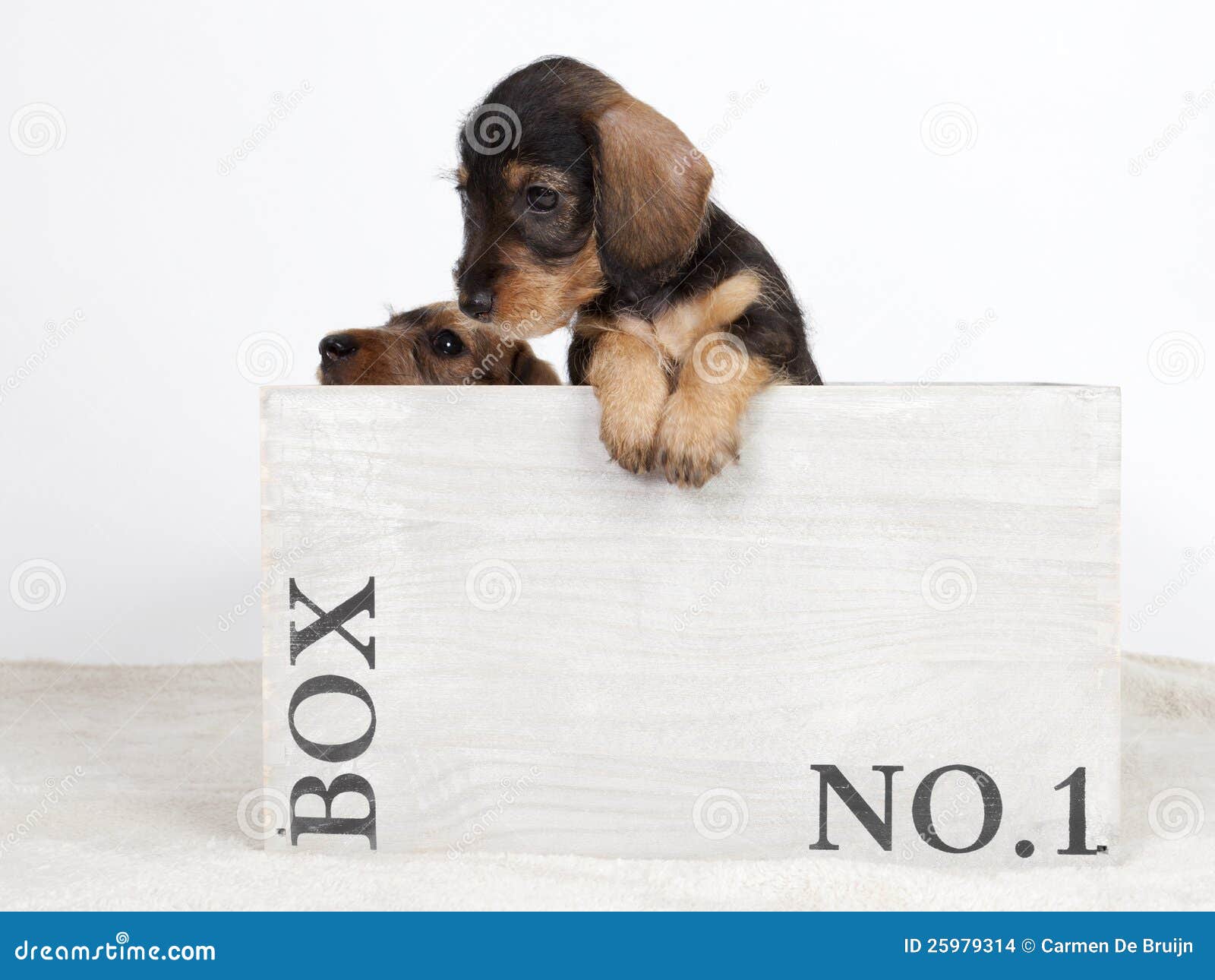 puppies in a box two puppies in a wooden box stock images image 25979314 puppies in a box two puppies in a wooden box stock images image 25979314