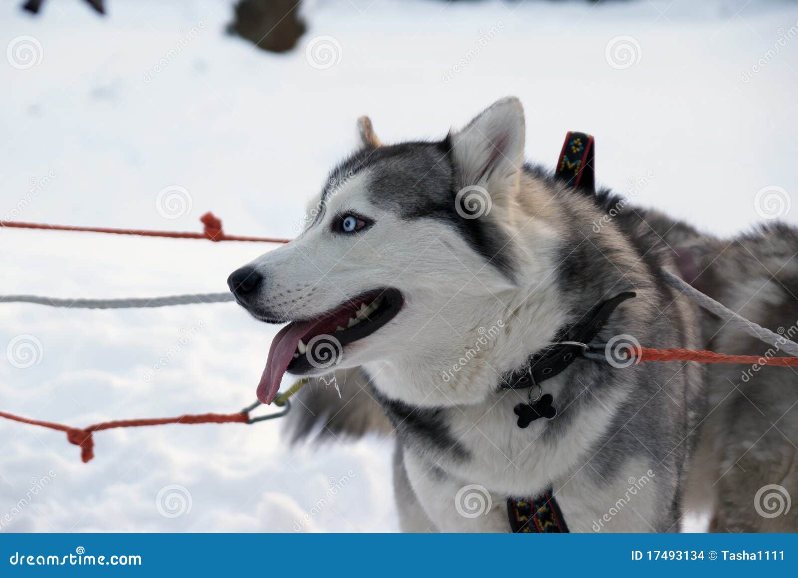 Husky Standing in the Snow