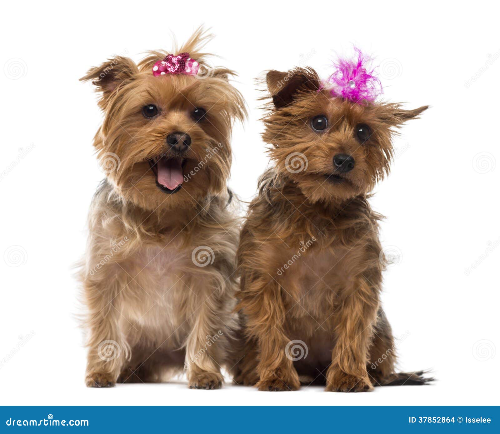 yorkie panting two terrier wearing bows panting sitting stock images image 37852864 yorkie panting two terrier wearing bows panting sitting stock images image 37852864