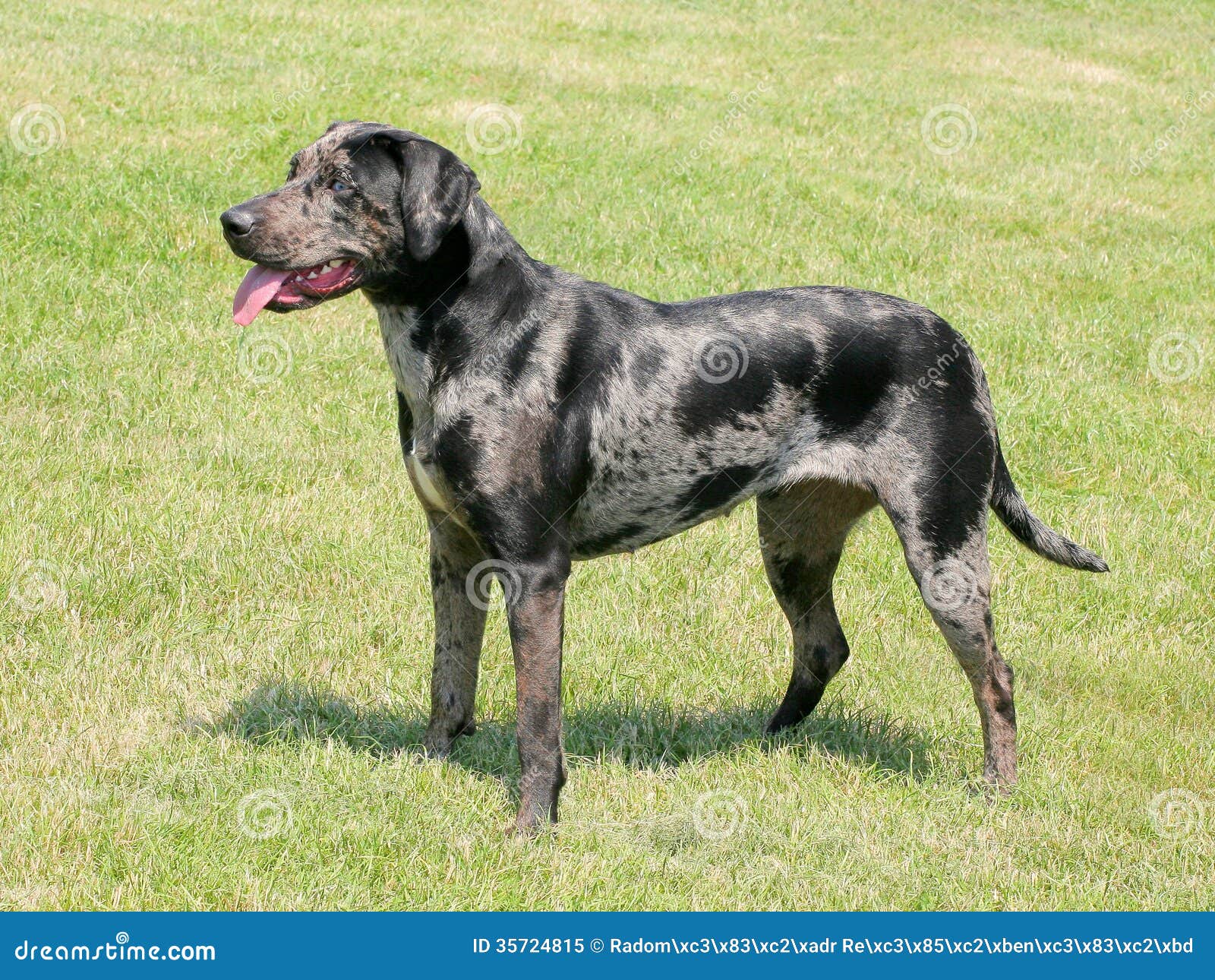 Typical Louisiana Catahoula Typical Louisiana Catahoula Royalty Free Stock Photo