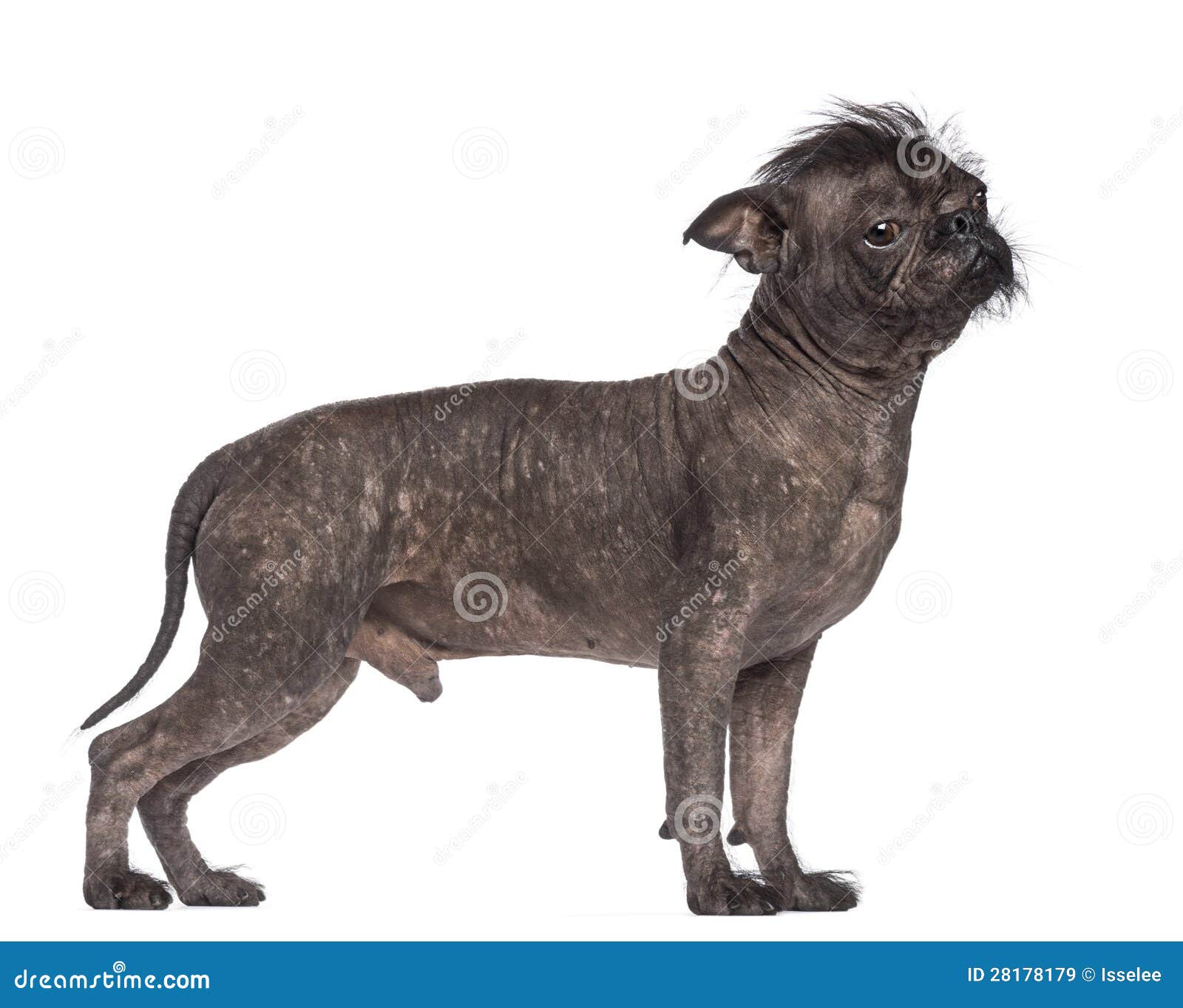 Unbehaarter Hund, Mischung Zwischen Französischer Bulldogge Lizenzfreie
