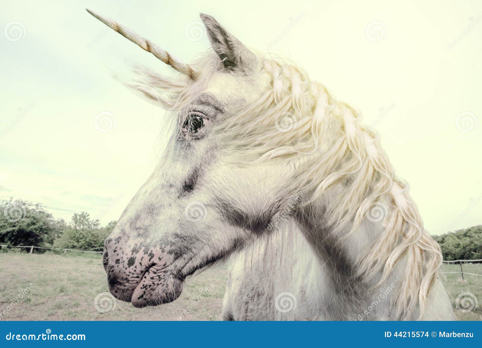 Unicorn Stock Photo - Image: 44215574