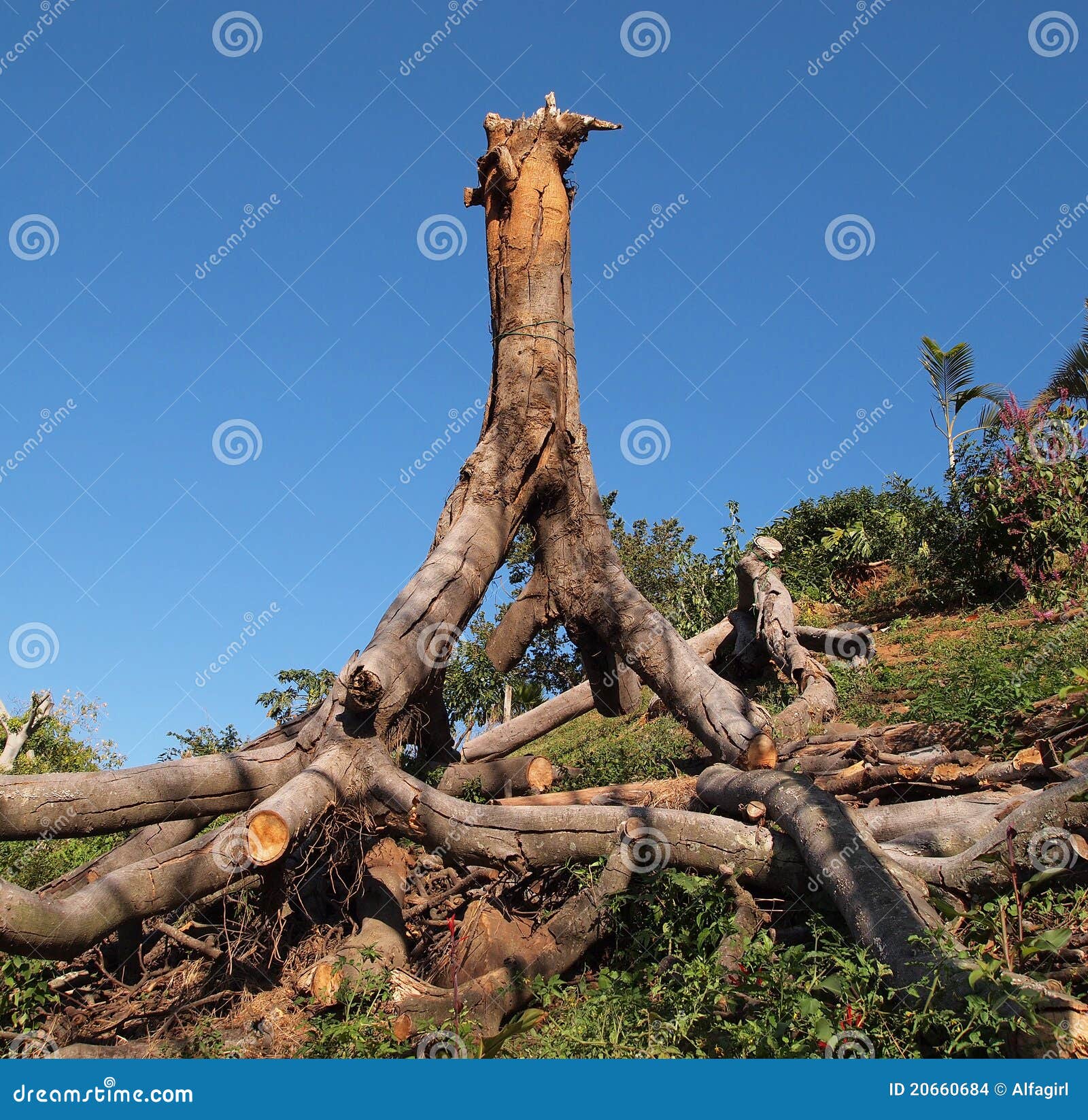 Uprooted Tree Stock Images - Image: 20660684