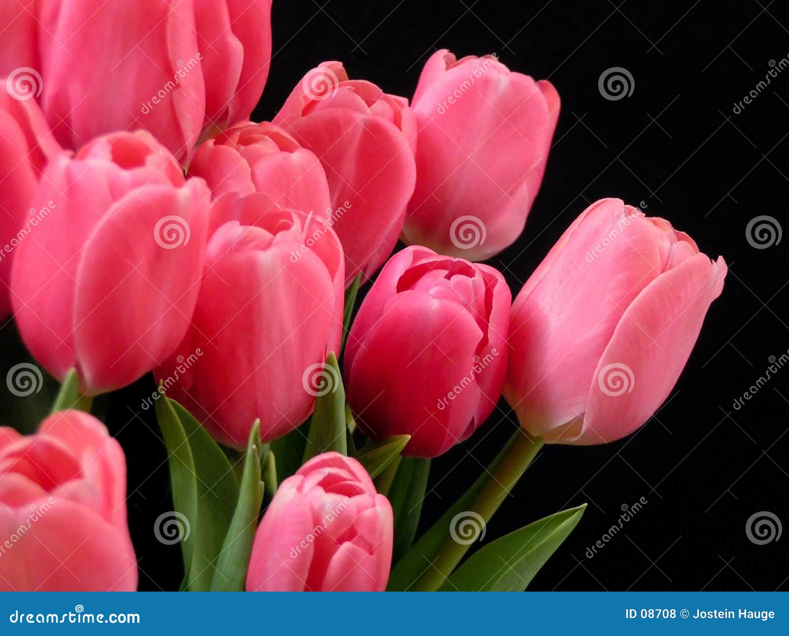 Valentine Tulips Royalty Free Stock Photos - Image: 8708