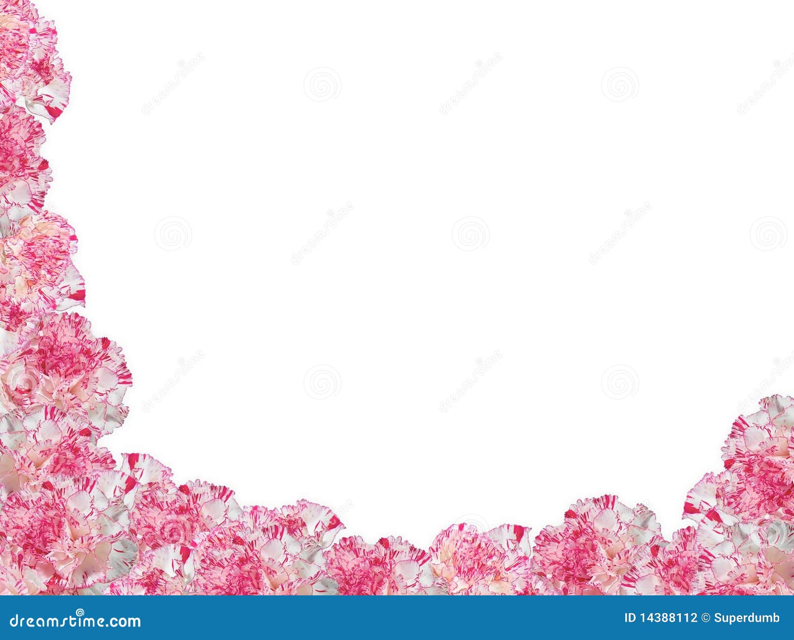 Variegated Carnations Frame Stock Photography Image 14388112