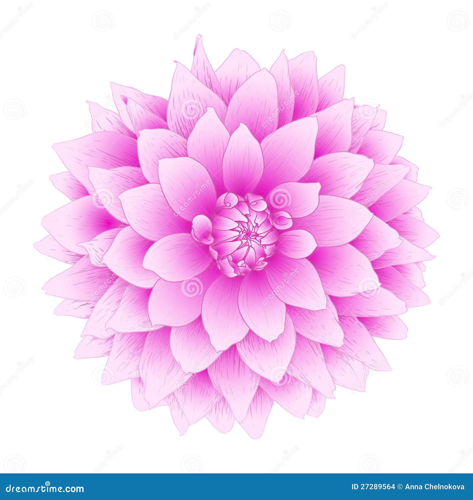 Vector Dahlia Flower. Stock Images - Image: 27289564