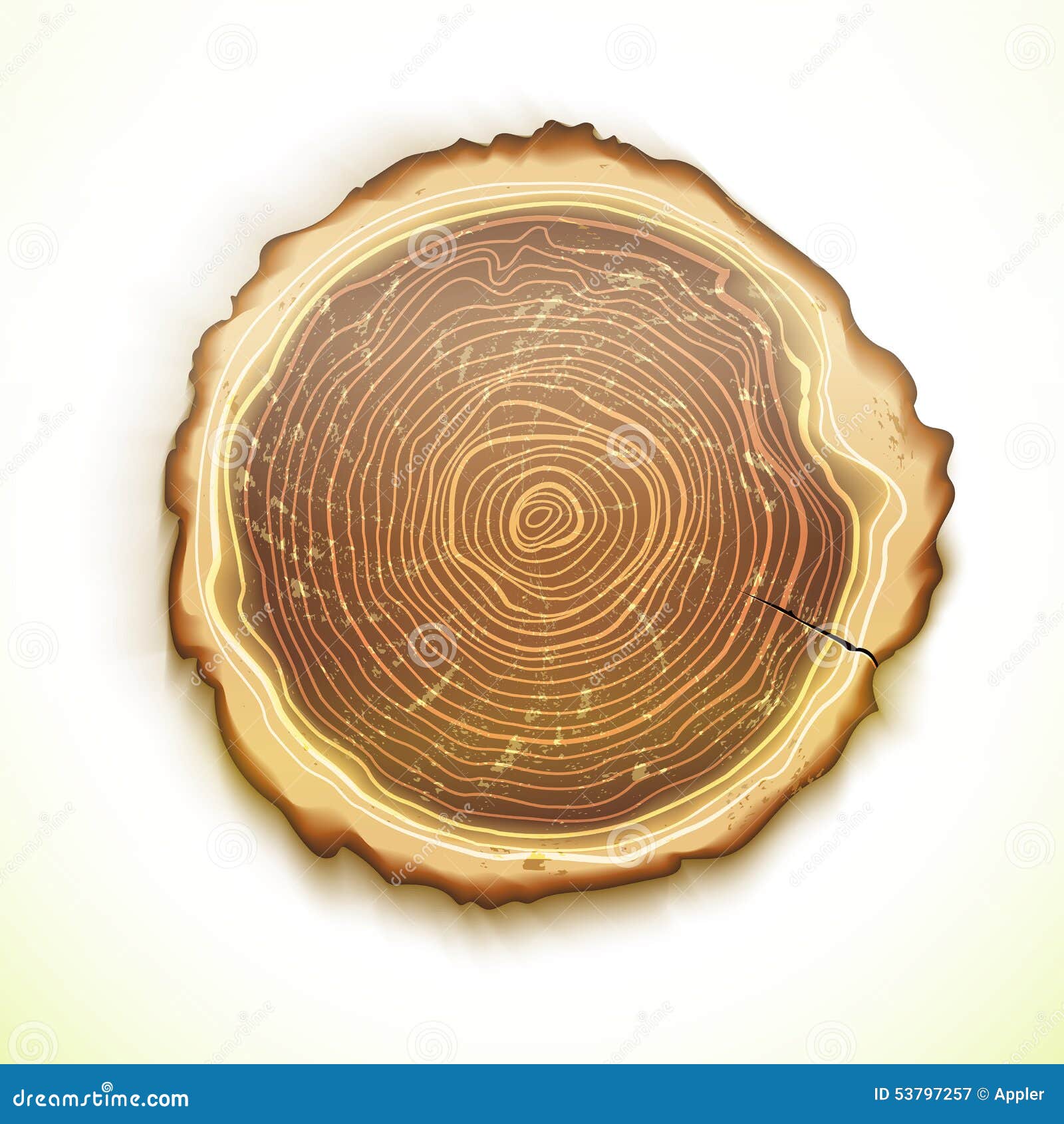 clipart tree rings - photo #39