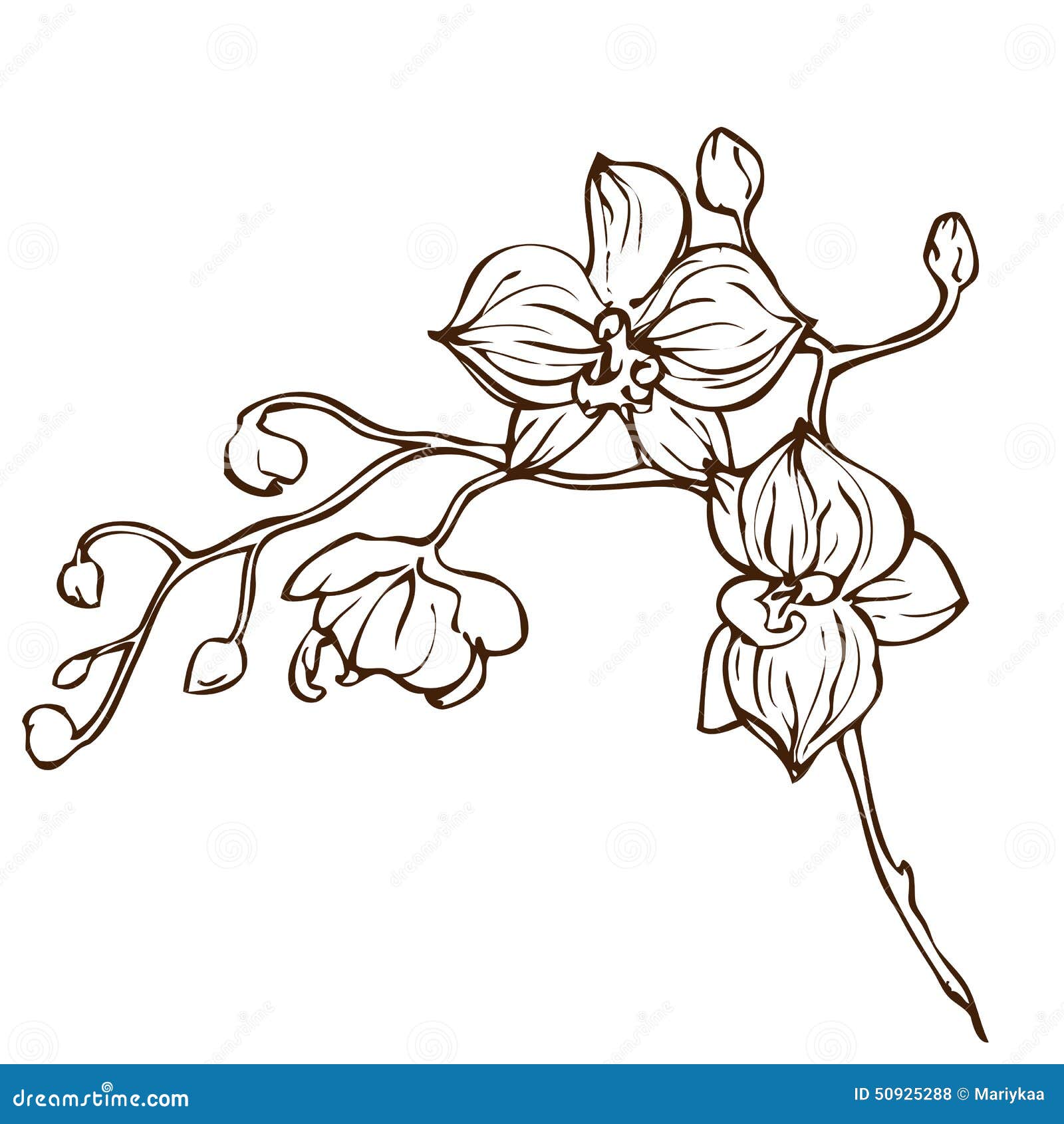 Orchid Drawing Outline