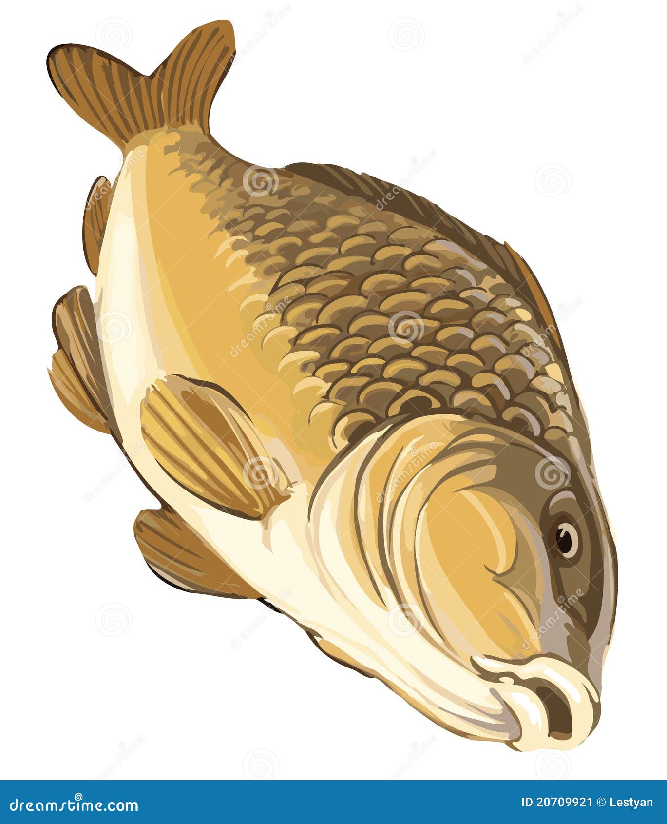 carp fish clip art free - photo #34
