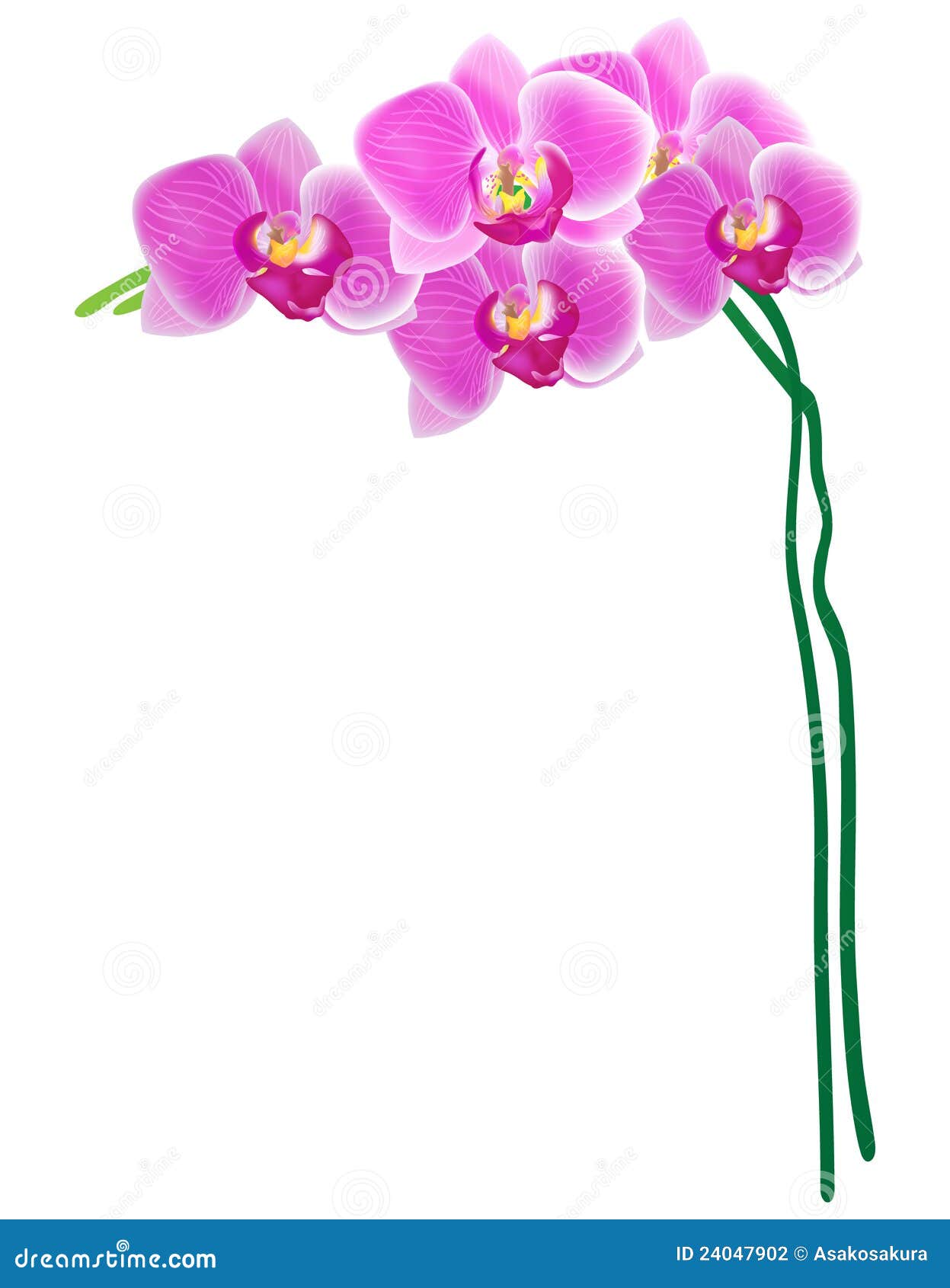 Orchid Vector