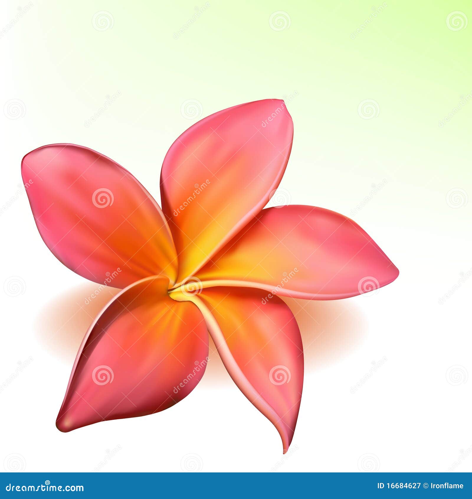 Single Plumeria Vector