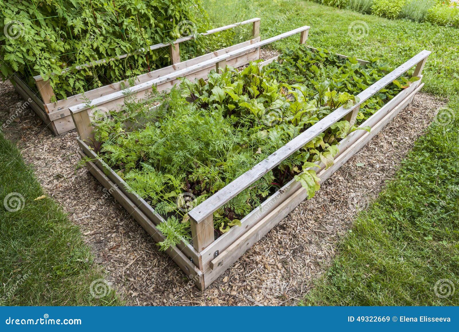 Backyard vegetable garden in wooden raised beds or boxes Backyard vegetable garden in wooden raised beds or boxes