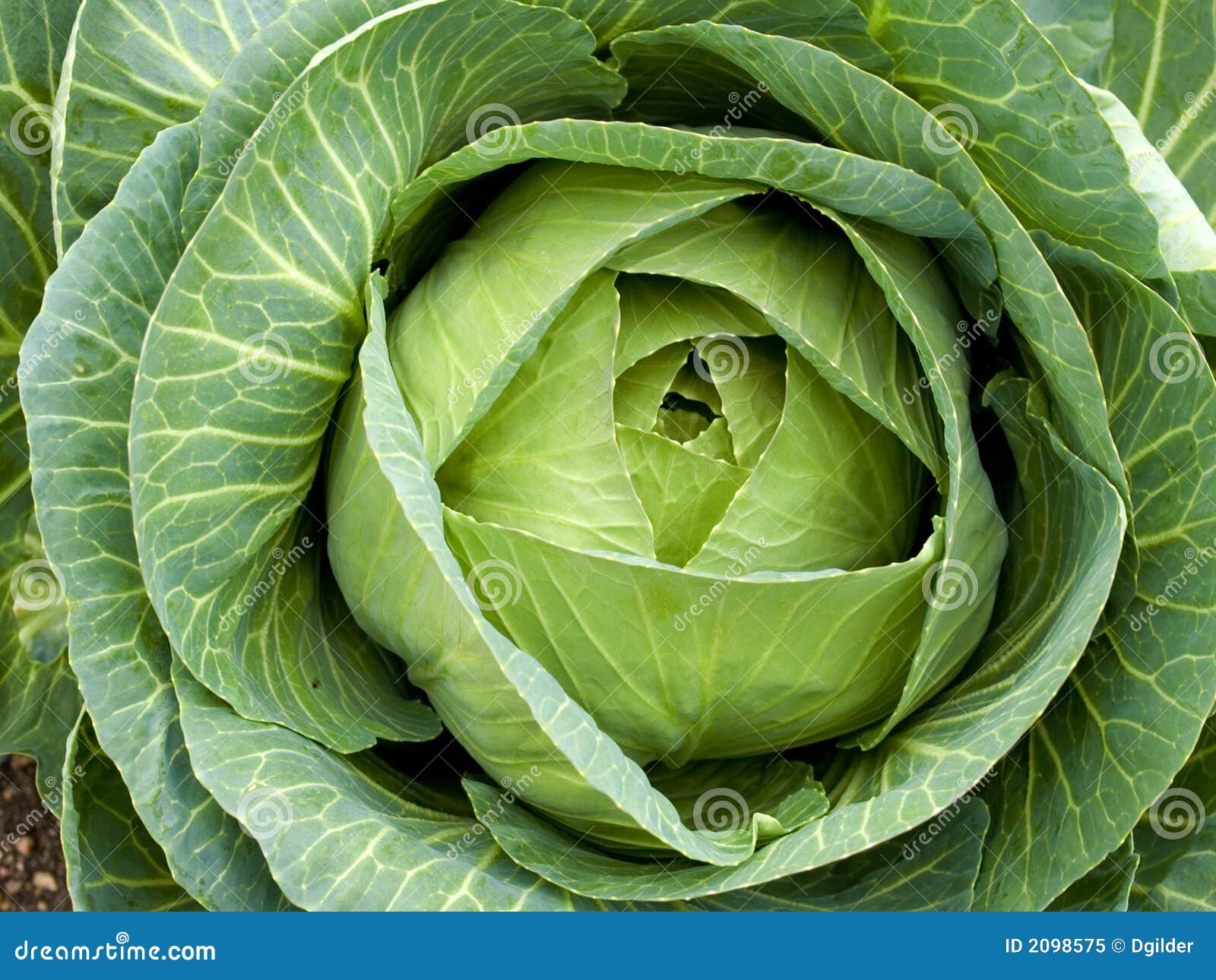 Vegetables Organic _ Cabbage Royalty Free Stock Photo Image Vegetables Organic _ Cabbage Royalty Free Stock Photo Image