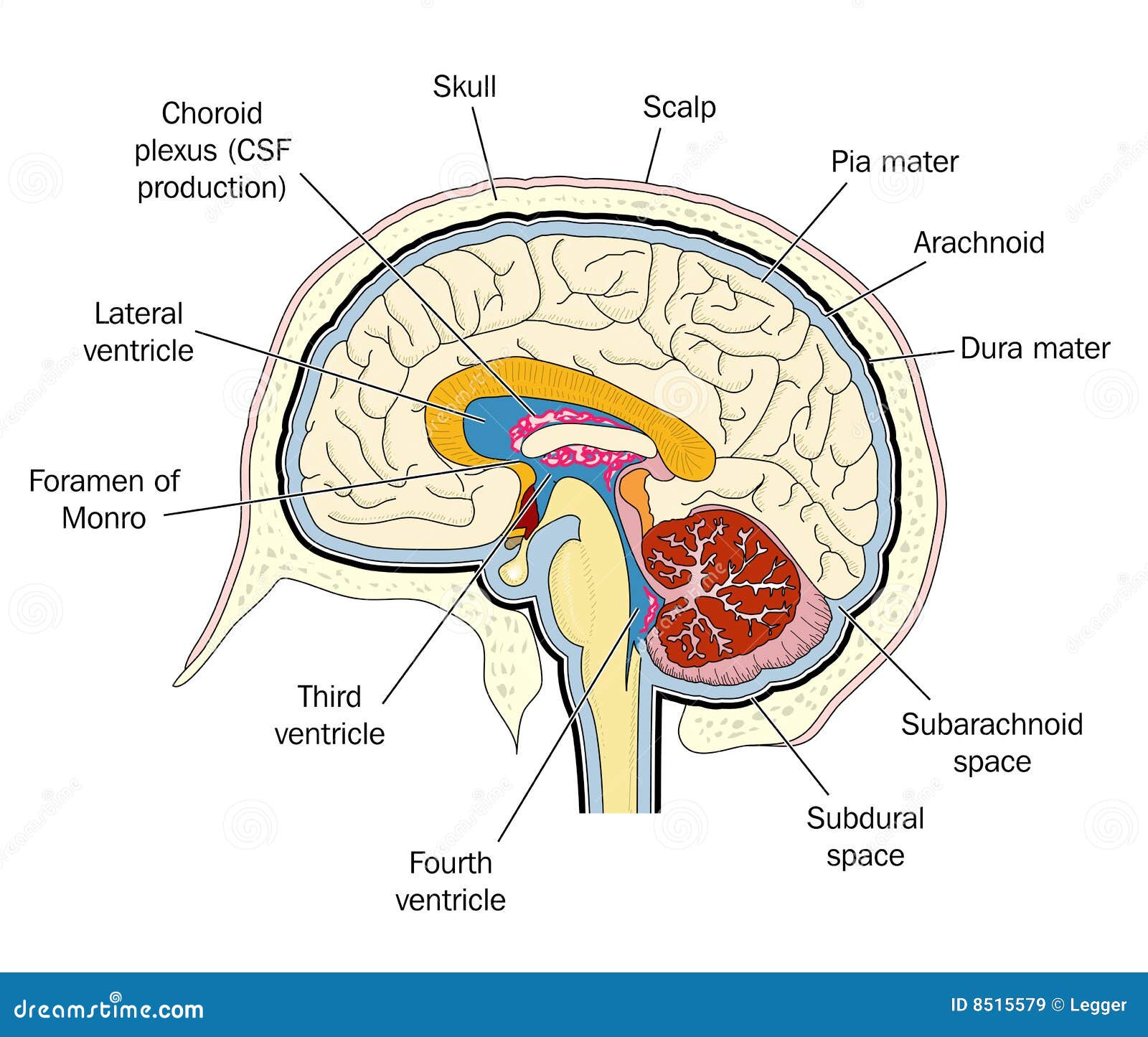 download über die entwicklung des dünndarms der ratte morphologische histochemische und experimentelle