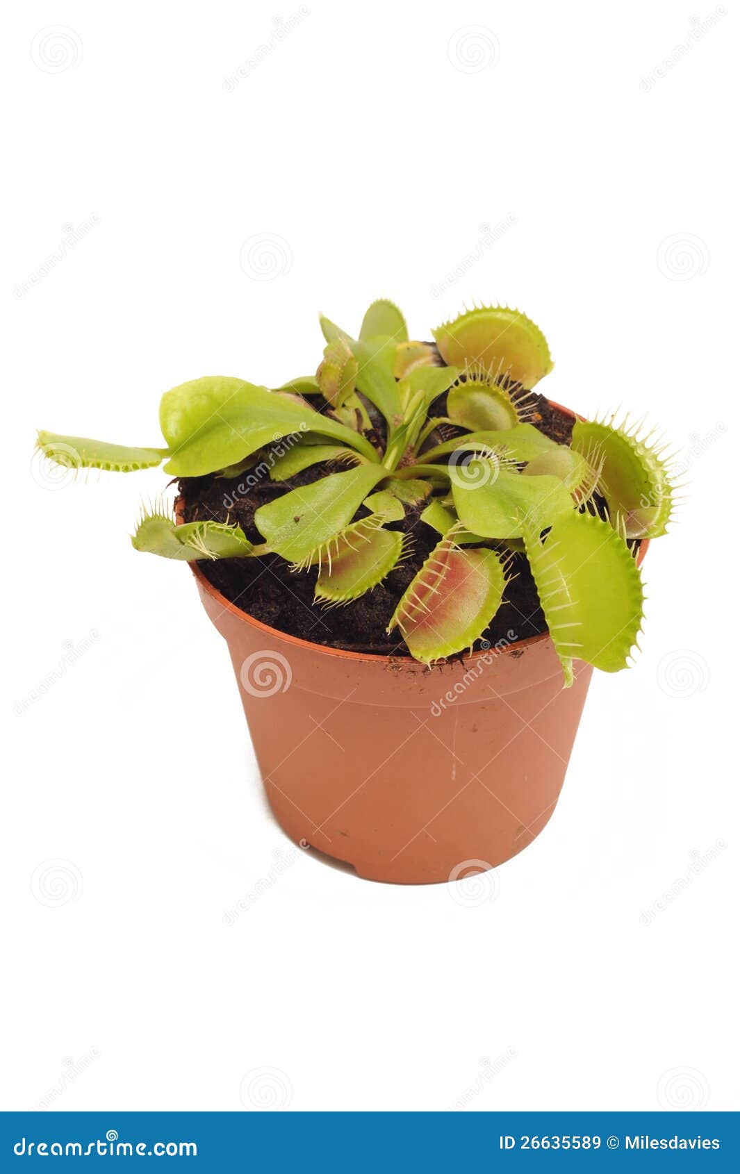 venus fly trap clipart - photo #48