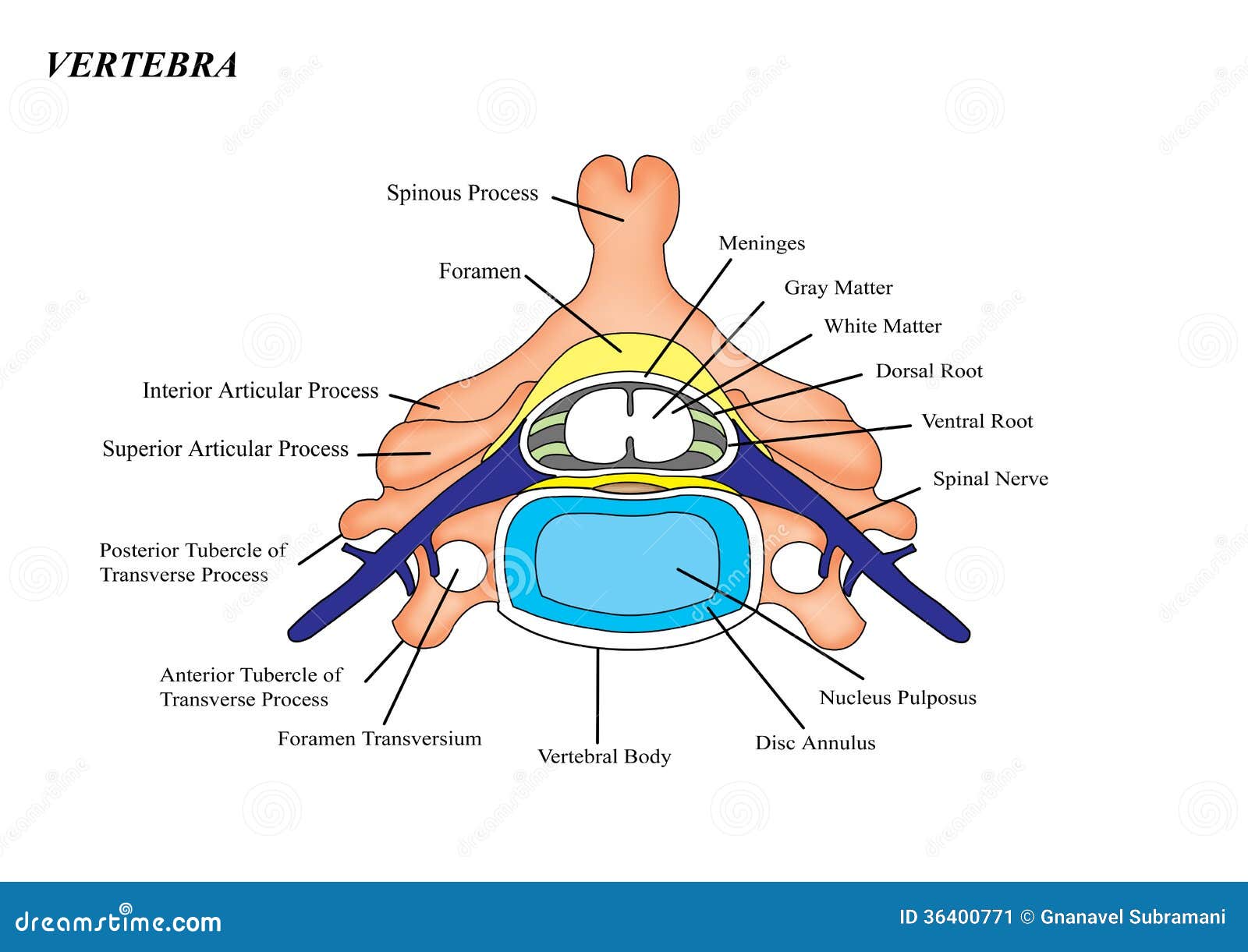 Vertebra Disc Stock Image Biology Diagrams