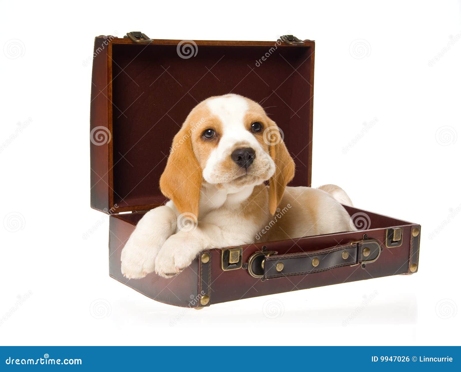 Very Cute Beagle Puppy Inside Brown Suitcase Royalty Free Stock Image ... Very Cute Beagle Puppy Inside Brown Suitcase Royalty Free Stock Image ...