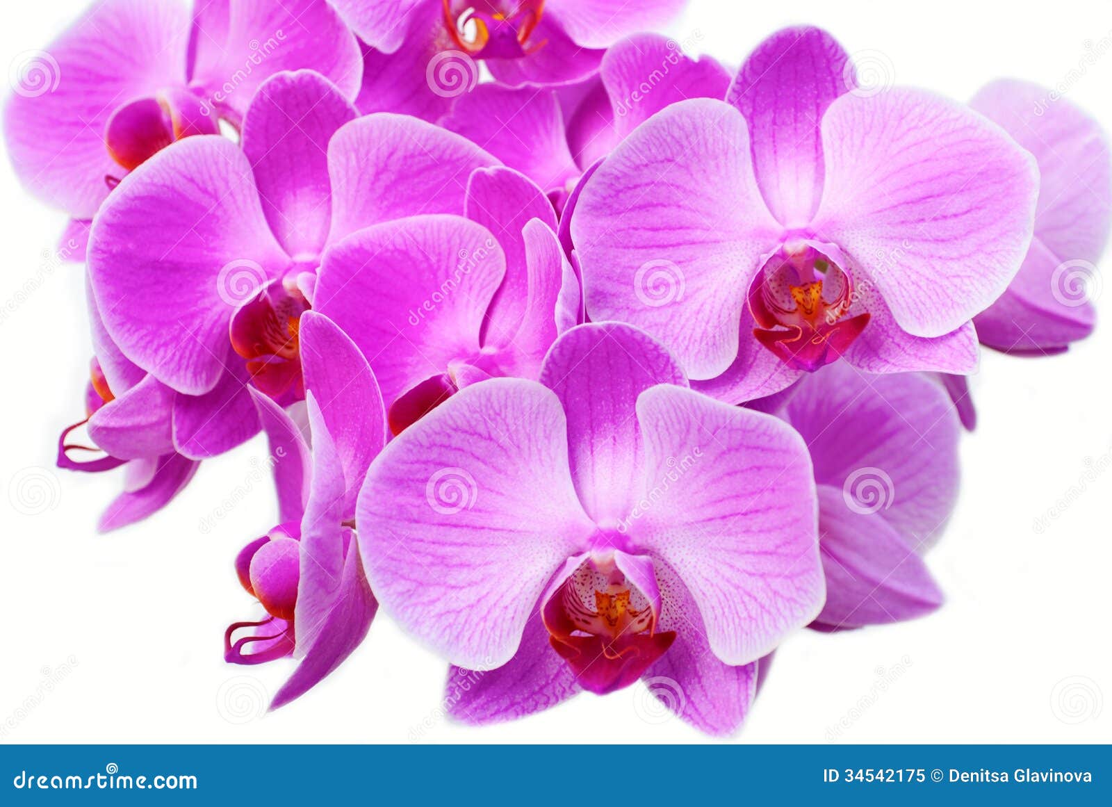 Purple Orchid Background