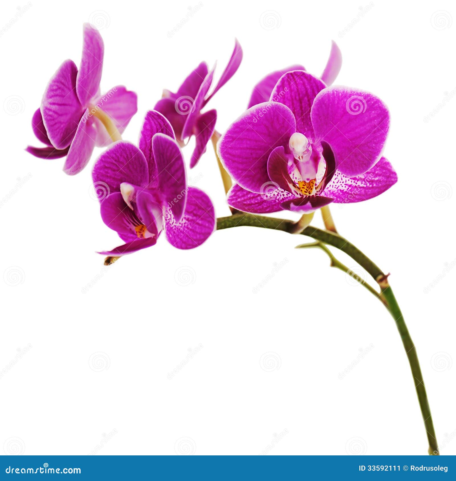 Purple Orchid Clipart