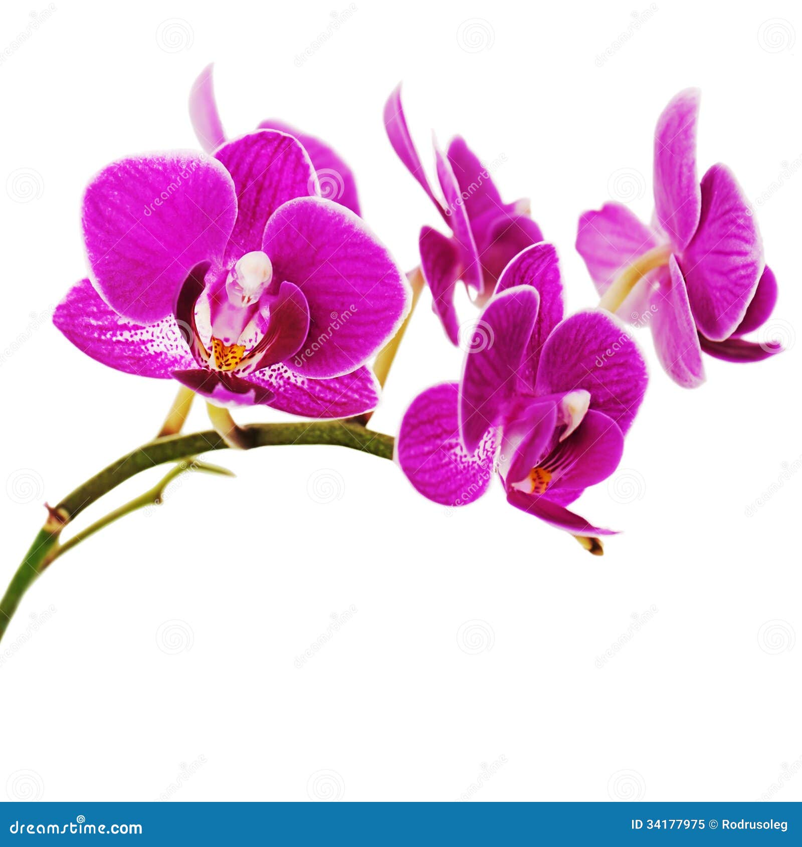 Purple Orchid Background