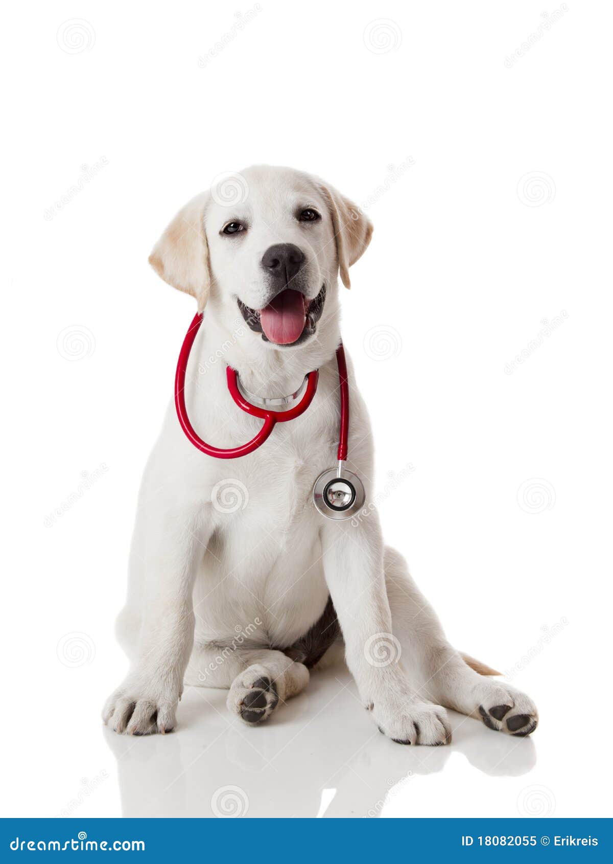 Beautiful labrador retriever with a stethoscope on his neck, isolated ...