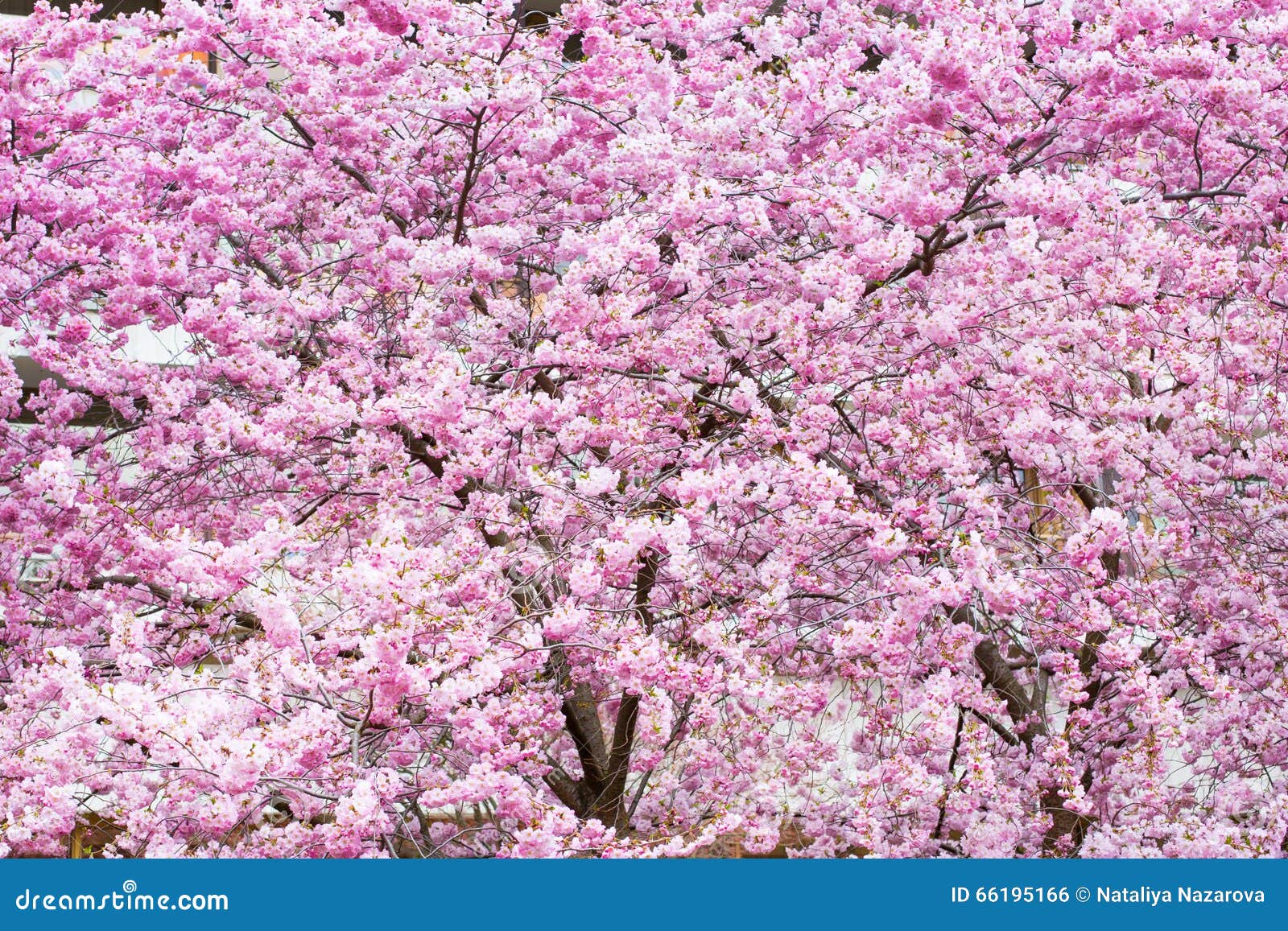 Sakura Cherry Blossoms Download