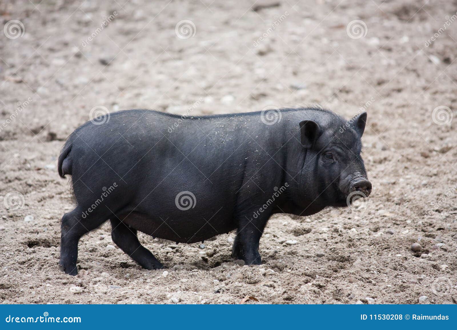 clipart pot bellied pig - photo #36