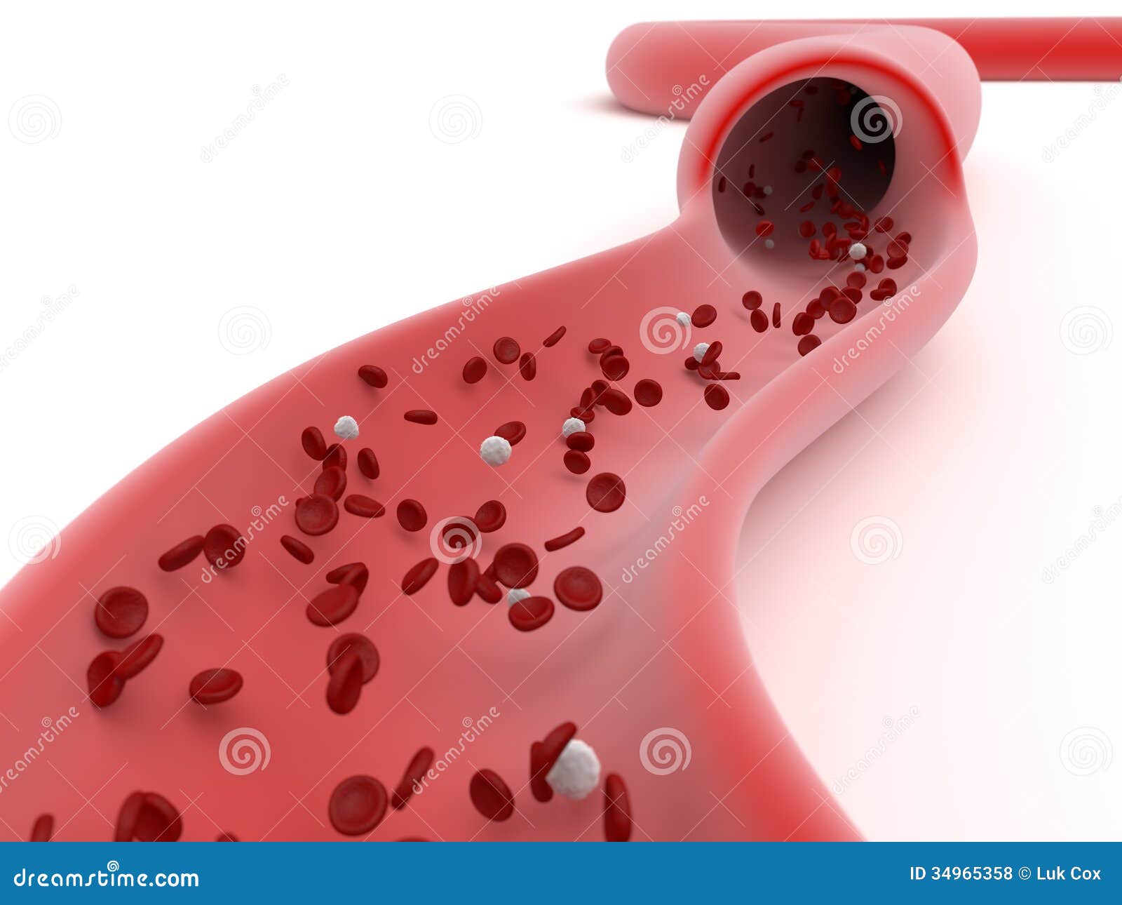 clipart blood vessels - photo #43