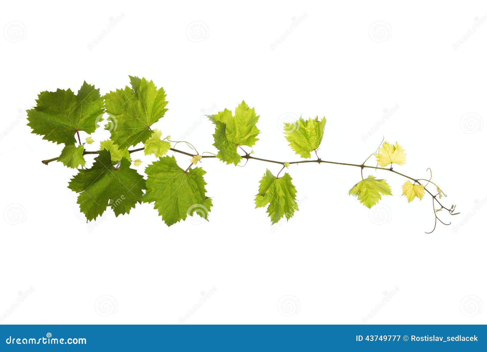 Vine Leaves Isolated On White Stock Photo - Image: 43749777