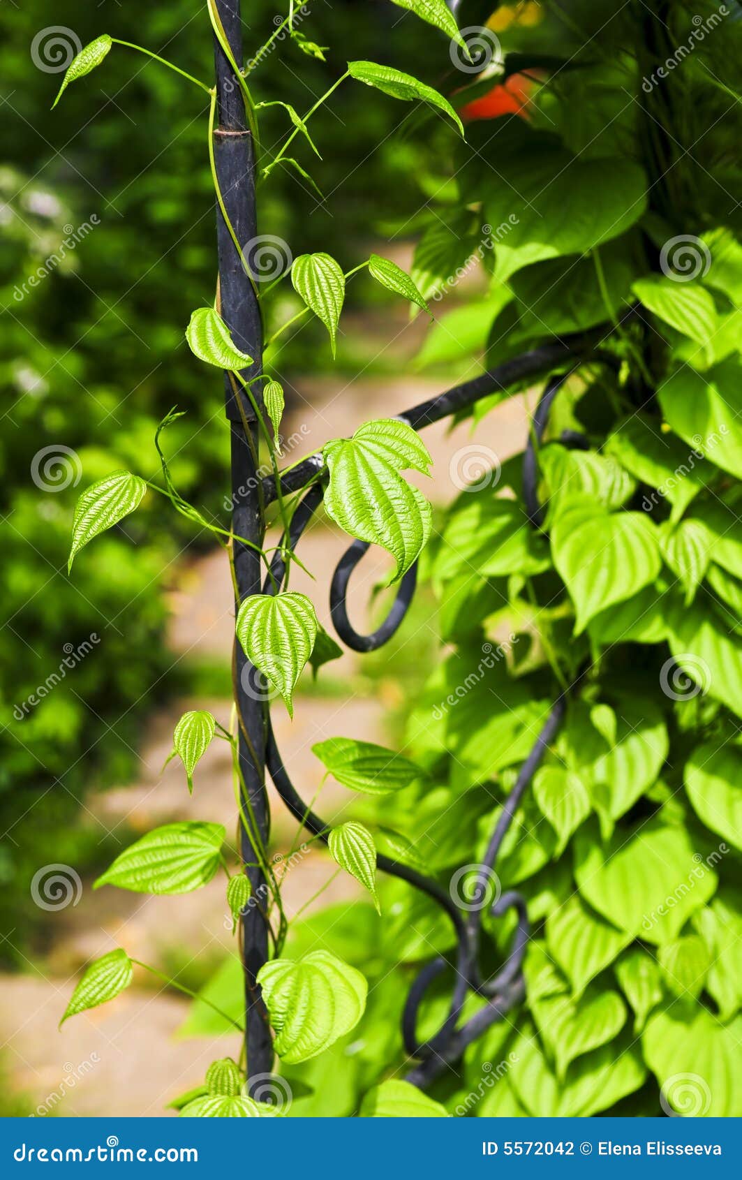 Closeup on green yam vine climbing on wrought iron arbor.