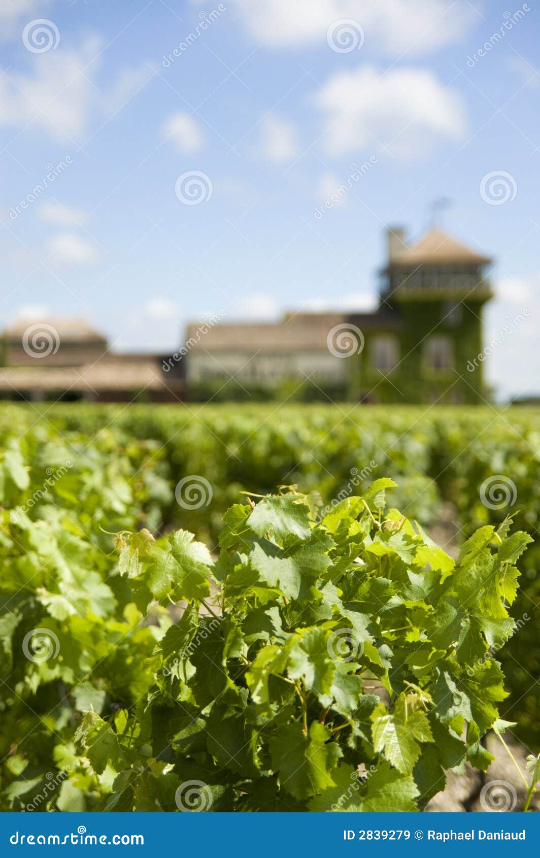 Royalty Free Stock Images: Vineyard in France, Bordeaux