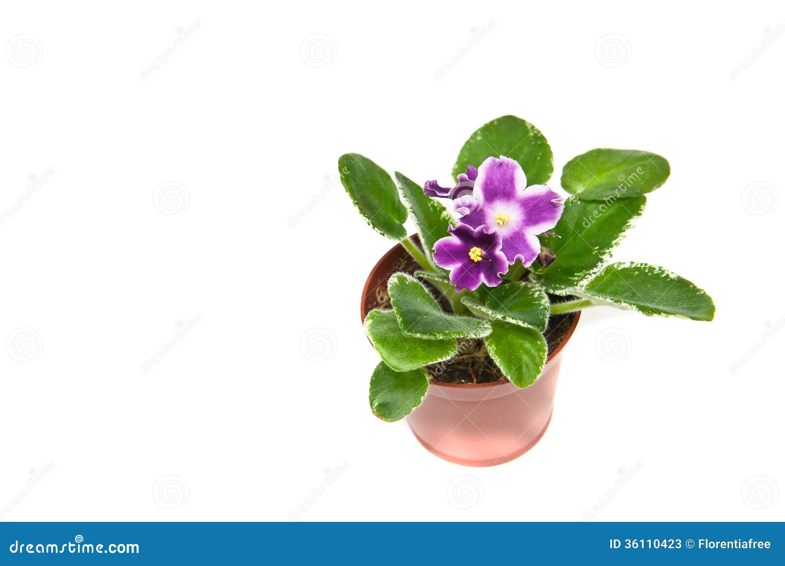 violet leaves turning white 28 images pests isolated stock photos pests isolated stock violet leaves turning white 28 images pests isolated stock photos pests isolated stock