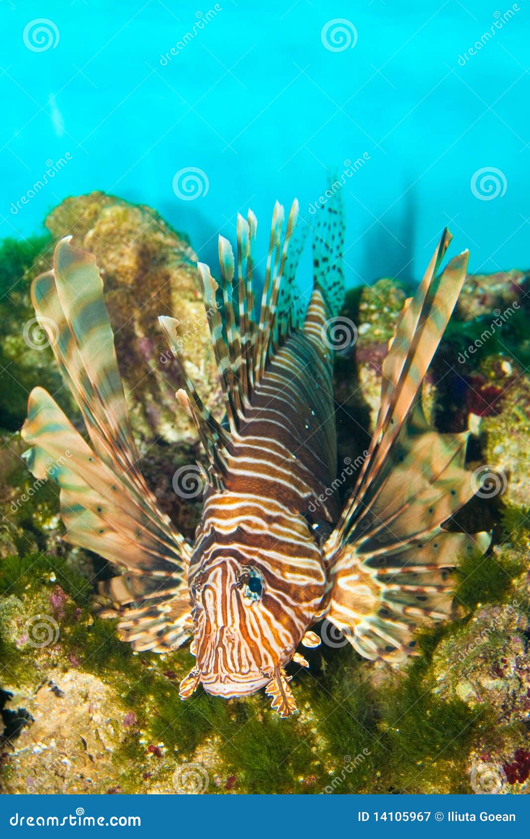 snap saltwater aquarium fish