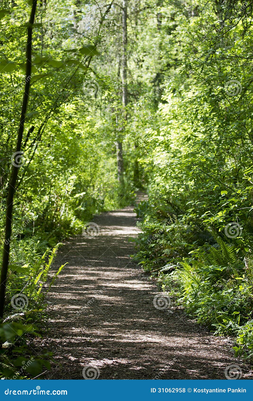 Walking Trail In The Woods Royalty Free Stock Photos ...
