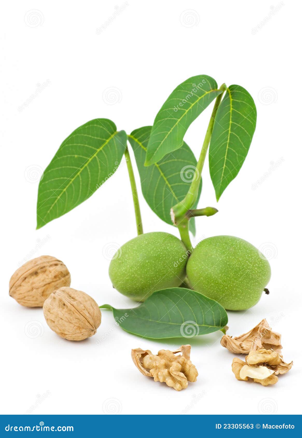 Juglans regia, el nogal común, nogal europeo o nogal español, y, en