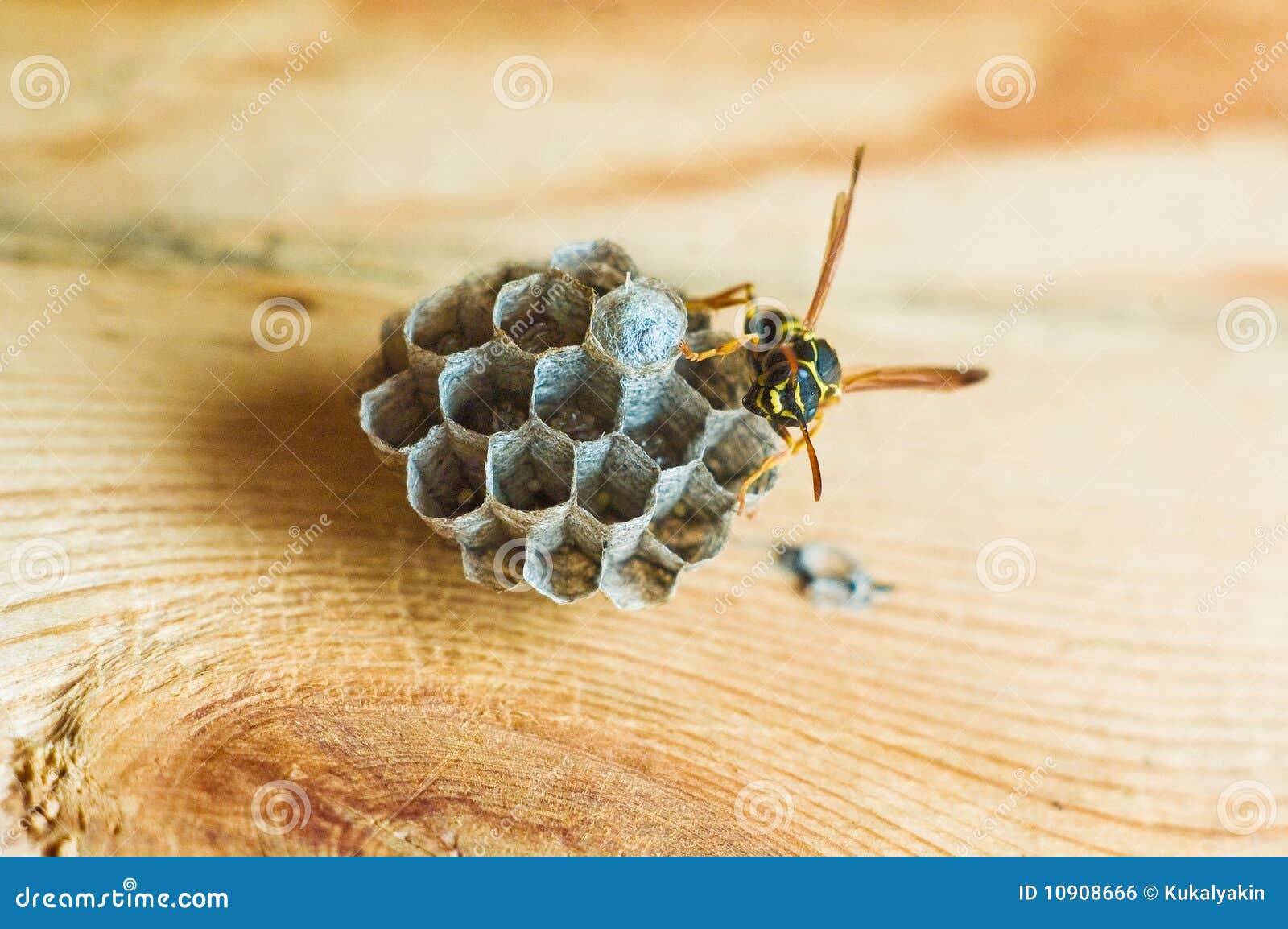 Wasp Hive